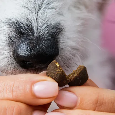 Tierliebhaber Z-Snack für Hunde