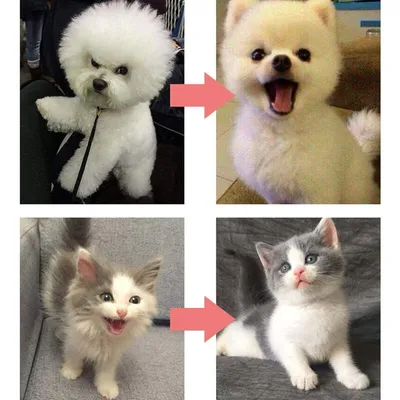 Brosse autonettoyante démêlage anti-nœuds chien/chat Brosse autonettoyante démêlage anti-nœuds chien/chat