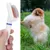 Brosse autonettoyante démêlage anti-nœuds chien/chat Brosse autonettoyante démêlage anti-nœuds chien/chat
