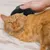 Brosses silicone x2 chien/chat, bain, massage nettoyage Brosses silicone x2 chien/chat, bain, massage nettoyage