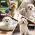 AUTRES - Brosse - Poils doux petits chiens massage AUTRES - Brosse - Poils doux petits chiens massage