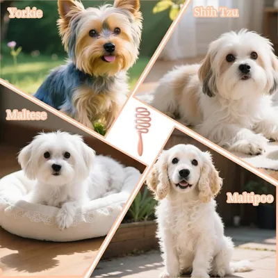 AUTRES - Brosse - Poils doux petits chiens massage AUTRES - Brosse - Poils doux petits chiens massage