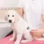 Generisch - Peigne - Massage autonettoyant chien/chat Generisch - Peigne - Massage autonettoyant chien/chat