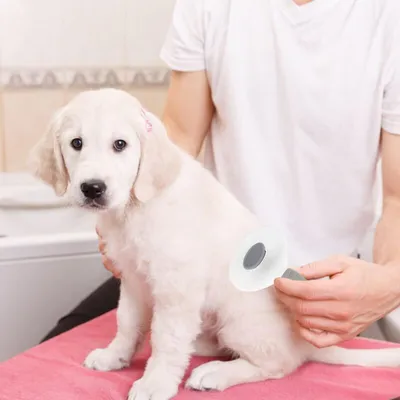 Generisch - Peigne - Massage autonettoyant chien/chat Generisch - Peigne - Massage autonettoyant chien/chat
