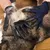 ALLECTO - Gant anti-poils - Brosse chat/chien x2 ALLECTO - Gant anti-poils - Brosse chat/chien x2