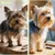 Brosse poils souples petits chiens Brosse poils souples petits chiens