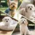 Brosse poils souples petits chiens Brosse poils souples petits chiens