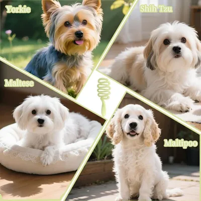 Brosse poils souples petits chiens Brosse poils souples petits chiens
