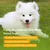 Shampoo Hunde weißem Fell – Ideal Bichons Malteser – Pflege 250 ml – Shampoo Hunde weißem Fell – Ideal Bichons Malteser – Pflege 250 ml –