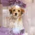 Gant de massage silicone animal toilettage nettoyage Gant de massage silicone animal toilettage nettoyage