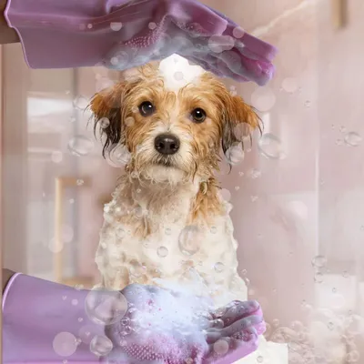 Gant de massage silicone animal toilettage nettoyage Gant de massage silicone animal toilettage nettoyage