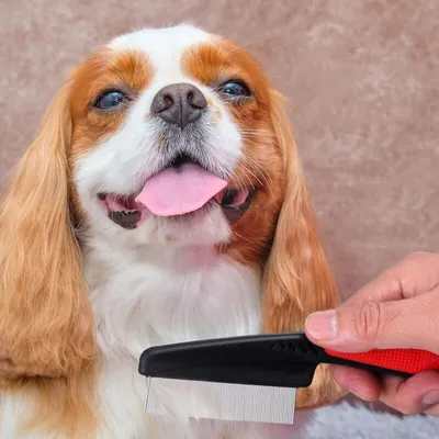 Läusekamm für Katzen und Hunde – Extrafeines Metall – Pro Läusekamm für Katzen und Hunde – Extrafeines Metall – Pro