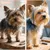 Brosse douce pour petits chiens et chiots Brosse douce pour petits chiens et chiots
