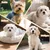 Brosse douce pour petits chiens et chiots Brosse douce pour petits chiens et chiots