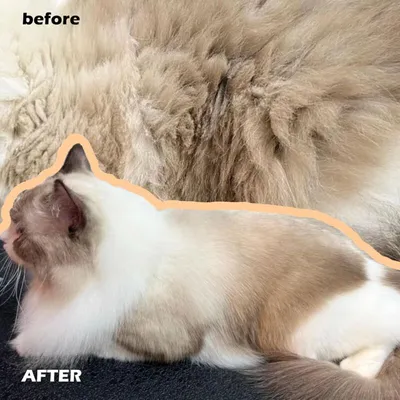 Dampfbürste für Katzen und Hunde – 4-in-1-Pflegekamm mit Sprühfunktion Dampfbürste für Katzen und Hunde – 4-in-1-Pflegekamm mit Sprühfunktion