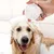 Brosse de toilettage douce en silicone - Massage et shampooing Brosse de toilettage douce en silicone - Massage et shampooing