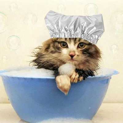 Bonnet de douche imperméable pour chiens et chats - Protège-oreilles
