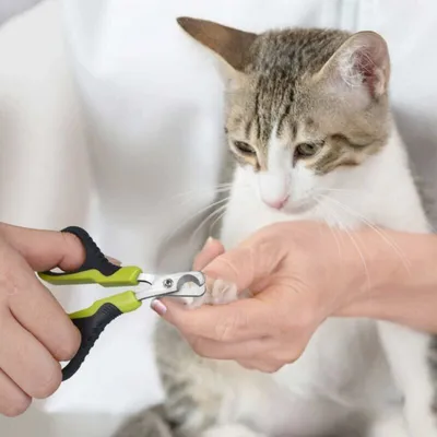 Coupe-ongles pro : acier inox, courbé, précis chiens/chats Coupe-ongles pro : acier inox, courbé, précis chiens/chats