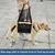 XL Hunde-Transportgeschirr, Beinstütze, Rehabilitation, Schwarz