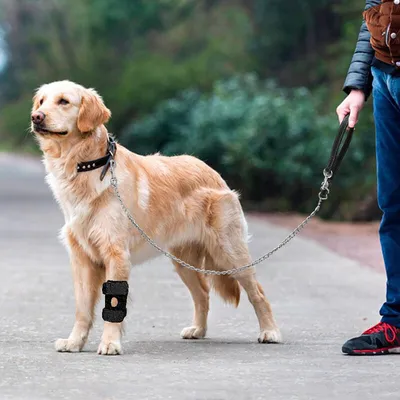 Attelle genou chien L, support patte, rééducation Attelle genou chien L, support patte, rééducation