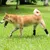 Attelle Chien – Support Articulation Arrière ACL CCL Attelle Chien – Support Articulation Arrière ACL CCL