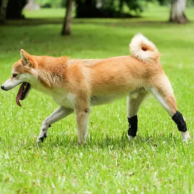 Attelle Chien – Support Articulation Arrière ACL CCL Attelle Chien – Support Articulation Arrière ACL CCL