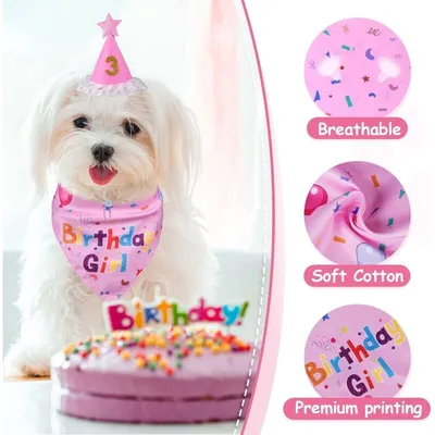 Generic - Accessoires Anniversaire Chien - Bandana et Chapeau Generic - Accessoires Anniversaire Chien - Bandana et Chapeau
