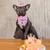 Geburtstagszubehör für Hunde – Bandana und Hut für eine niedliche Party Geburtstagszubehör für Hunde – Bandana und Hut für eine niedliche Party