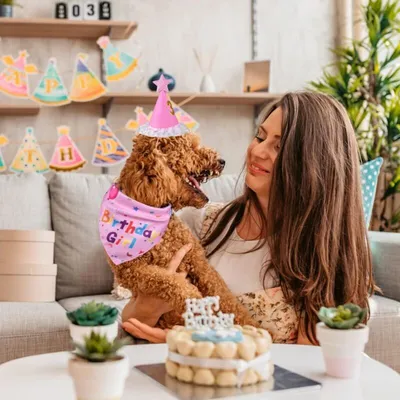 Generic - Accessoires Anniversaire Chien - Bandana et Chapeau Generic - Accessoires Anniversaire Chien - Bandana et Chapeau