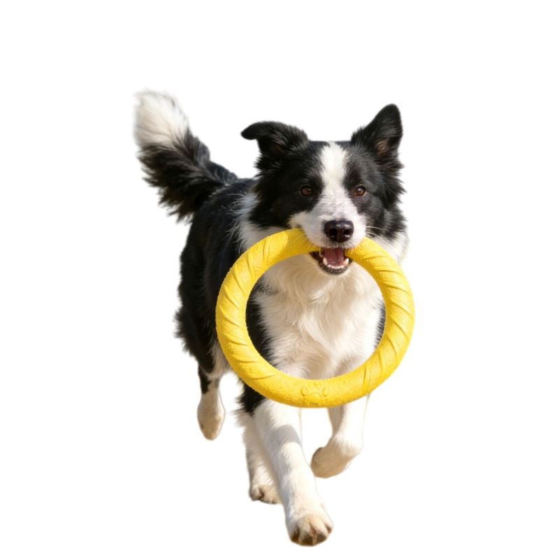 FurryFusion Frisbee- und Ringspiel für Hunde