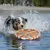 FurryFusion Silikon-Frisbee für Hundetraining