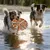 FurryFusion Silikon-Frisbee für Hundetraining