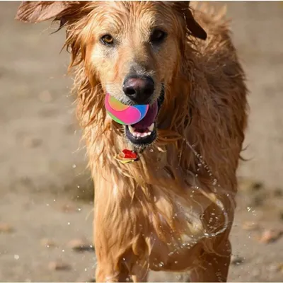 LED-Hundeball – interaktives Leuchtspielzeug für Tag und Nacht