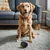 Interaktiver Hundeball – automatischer, wiederaufladbarer, springender Ball