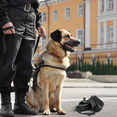 Lärmschutz-Ohrenschützer für Hunde – bequemer Gehörschutz mit Kapuze