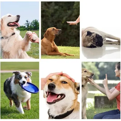 2 Ultraschall-Hundepfeifen Hunde, Rückruf-Trainingspfeife Gehorsamstraining 2 Ultraschall-Hundepfeifen Hunde, Rückruf-Trainingspfeife Gehorsamstraining