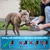 BluePet Profi Krallenschere Verstellbar, Stark für kleine & große Hunde BluePet Profi Krallenschere Verstellbar, Stark für kleine & große Hunde