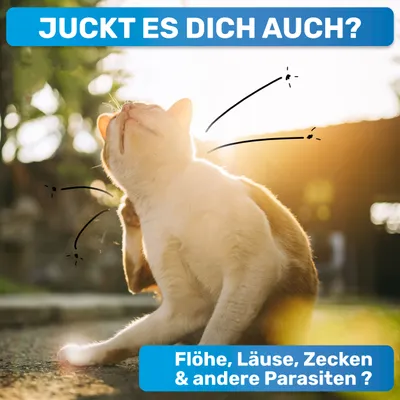 BluePet Flohkamm & Läusekamm für Hund & Katze, bei Flöhen, Läusen & Zecken BluePet Flohkamm & Läusekamm für Hund & Katze, bei Flöhen, Läusen & Zecken
