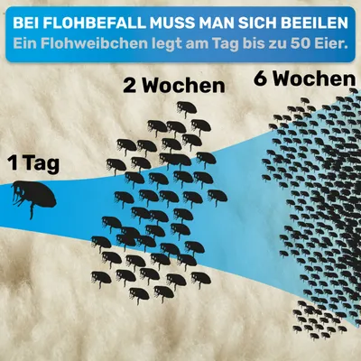 BluePet Flohkamm & Läusekamm für Hund & Katze, bei Flöhen, Läusen & Zecken BluePet Flohkamm & Läusekamm für Hund & Katze, bei Flöhen, Läusen & Zecken