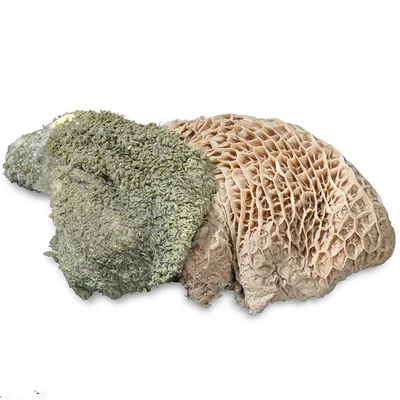 proCani Pansen grün proCani Pansen grün