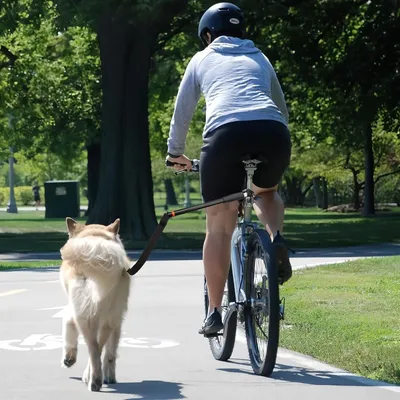 Laisse vélo chien acier nylon 45cm 78cm Laisse vélo chien acier nylon 45cm 78cm