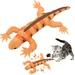 Lézard herbe à chat - Papier froissé, exercice, dentition