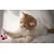 6 balles arc en ciel peluche grelot chat 6 balles arc en ciel peluche grelot chat