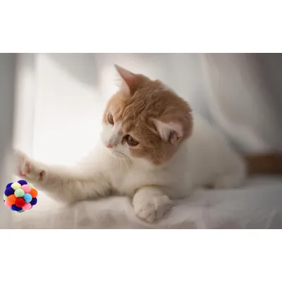 6 balles arc en ciel peluche grelot chat 6 balles arc en ciel peluche grelot chat