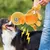 HausPets Jouet Chien Peluche Couineur Mâcher HausPets Jouet Chien Peluche Couineur Mâcher