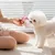 HausPets Jouet Chien Peluche Couineur Résistant 19cm