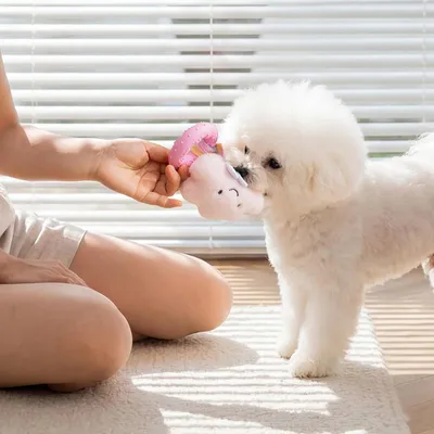HausPets Jouet Chien Peluche Couineur Résistant 19cm