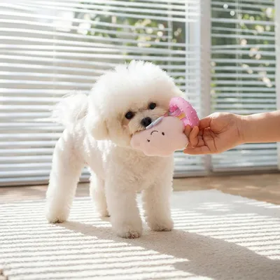 HausPets Jouet Chien Peluche Couineur Résistant 19cm