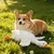HausPets Jouet Chien Oie Peluche Géante 50cm Anti-Stress