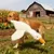HausPets Jouet Chien Oie Peluche Géante 50cm Anti-Stress